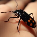 Chagas Disease Now Endemic in US Chagas Disease Now Endemic in US