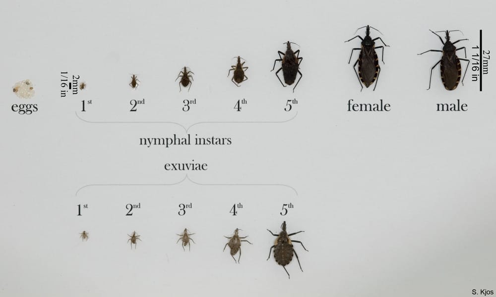 Chagas Disease Now Endemic in US
