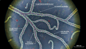 Ebola virus outbreak